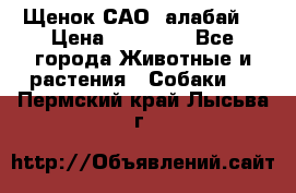 Щенок САО (алабай) › Цена ­ 10 000 - Все города Животные и растения » Собаки   . Пермский край,Лысьва г.